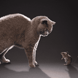 chat souris